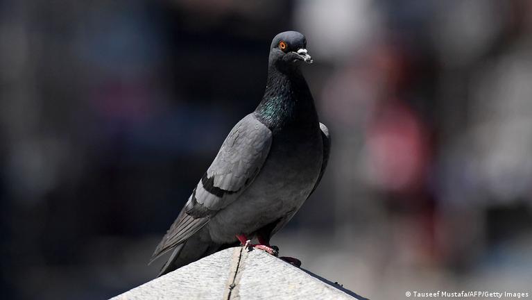 ببینید/ جنجال رها کردن یک کبوتر در پارلمان اروپا